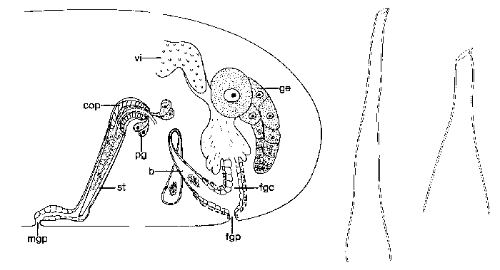 Maehrenthalia americana