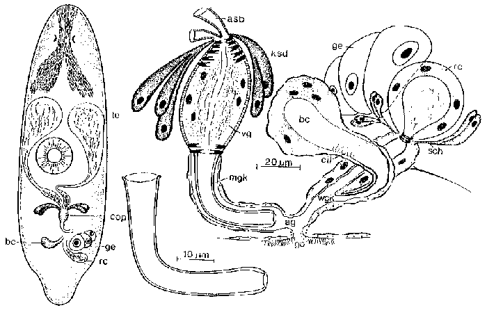 Haloplanella semicircula semicircula