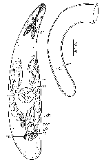 Haloplanella semicircula santacruzensis