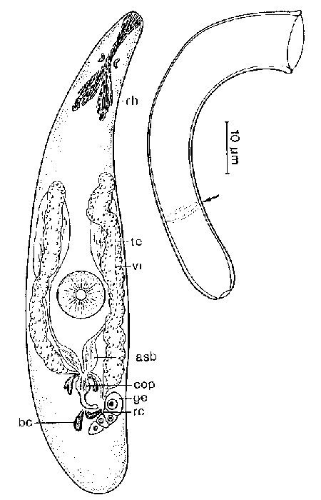 Haloplanella semicircula santacruzensis