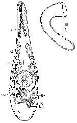Haloplanella semicircula sancristobalensis