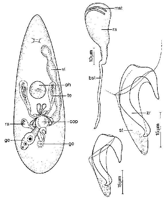 Messoplana aremorica