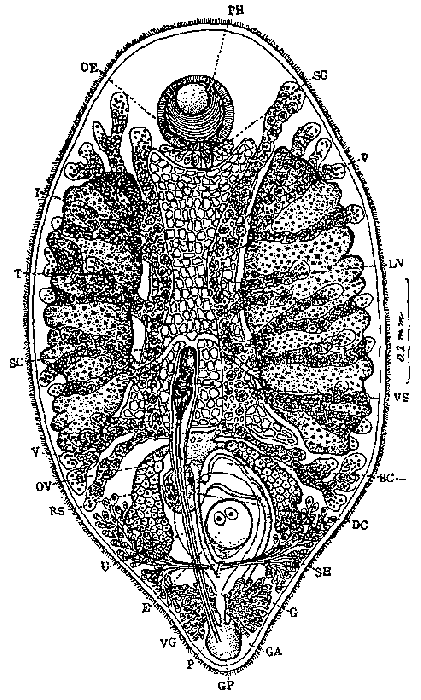 Umagilla leptosynaptae