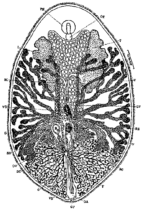 Umagilla setonaikaiensis