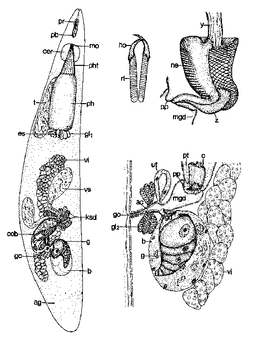 Cheliplana gemmifera