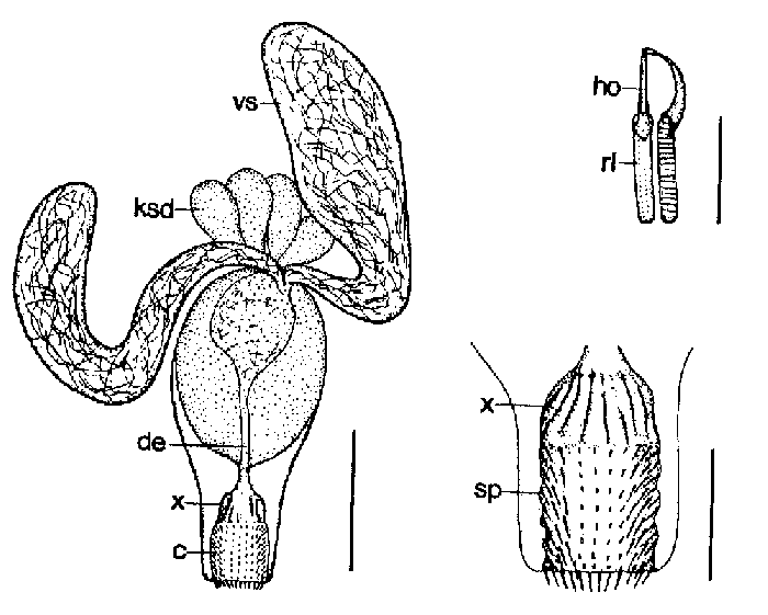 Cheliplana microcirrus