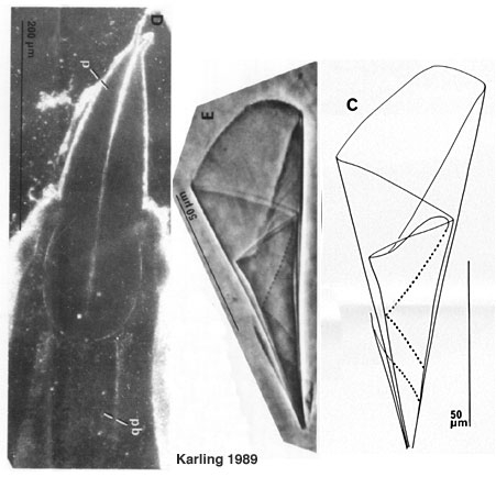 Paraschizorhynchoides glandulis hopkinsi