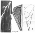 Platyhelminthes (flatworms)