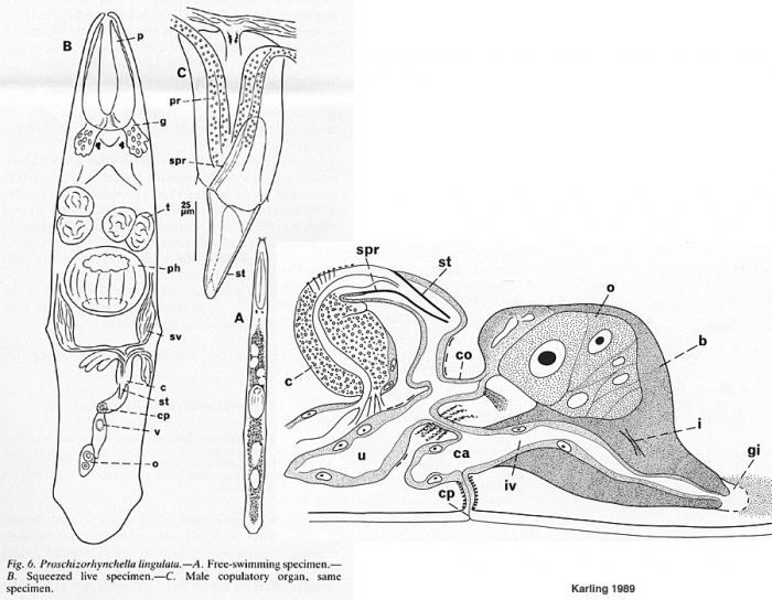 Proschizorhynchella lingulata