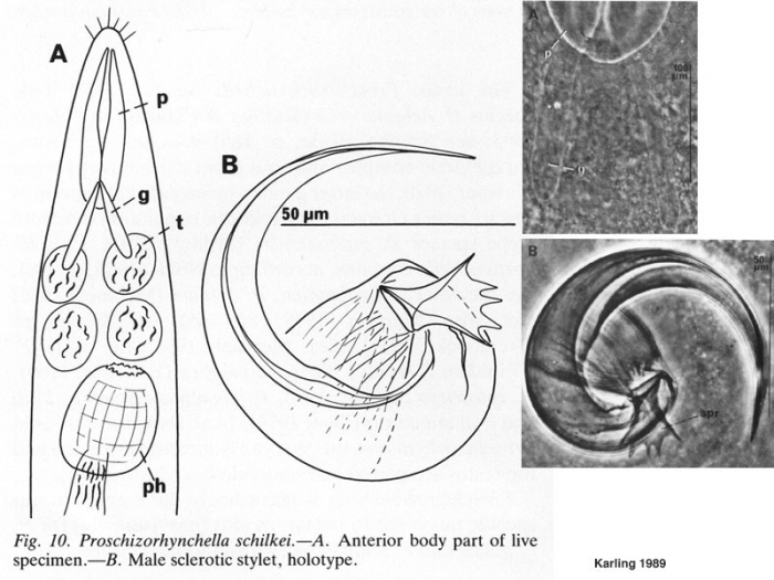 Proschizorhynchella schilkei