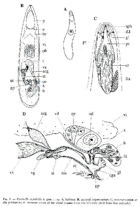 Myobulla myobulla