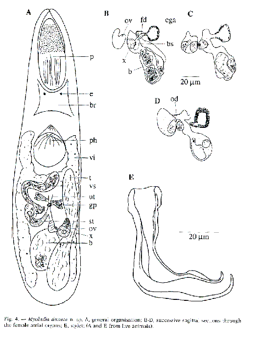 Myobulla dunata