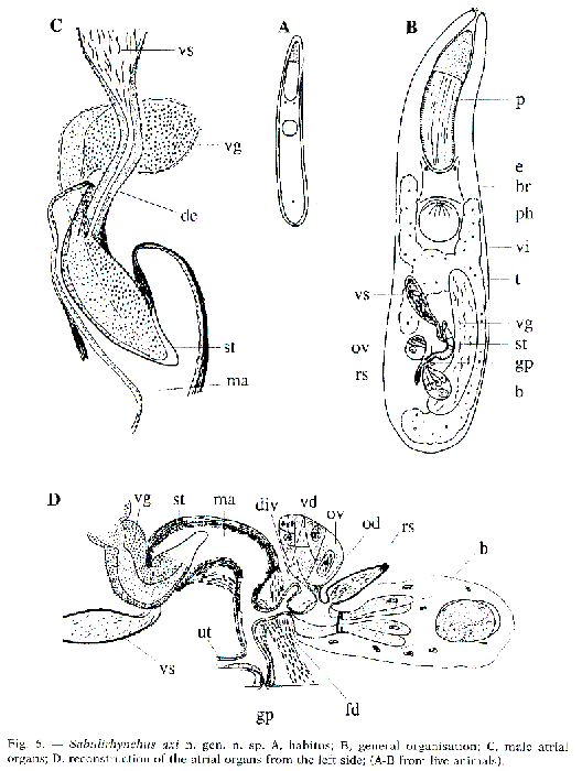 Sabulirhynchus axi