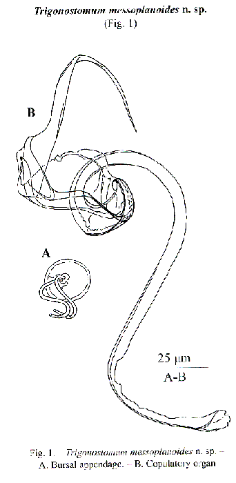 Trigonostomum messoplanoides