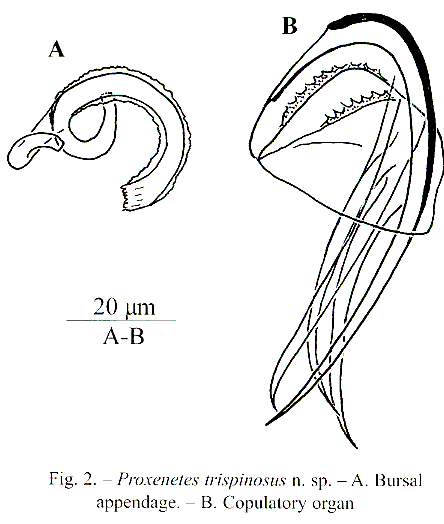 Proxenetes trispinosus