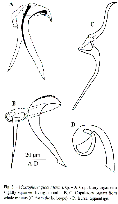 Messoplana globulifera