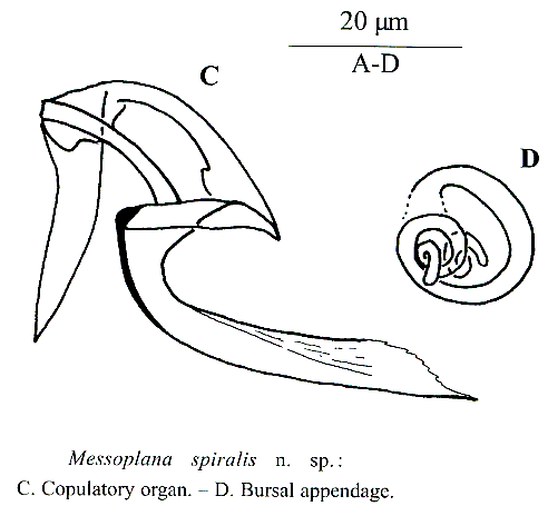 Messoplana spiralis