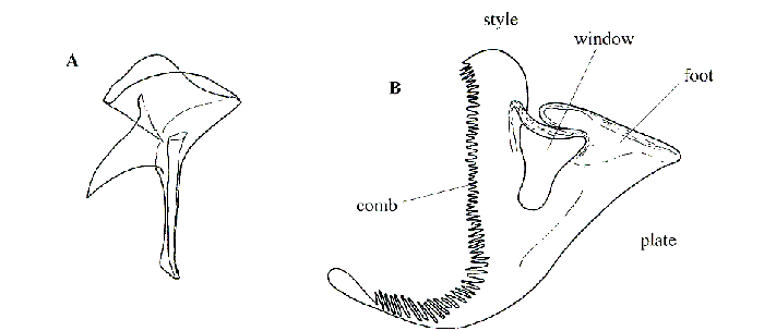 Austrorhynchus magnificoides