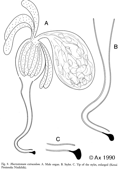 Macrostomum extraculum