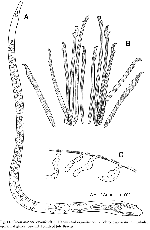 Coelogynopora sewardensis