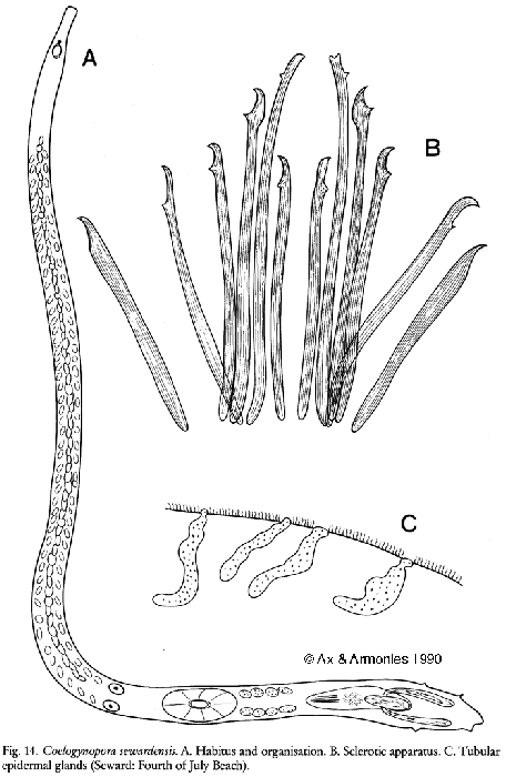 Coelogynopora sewardensis