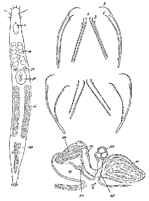 Postbursoplana pontica