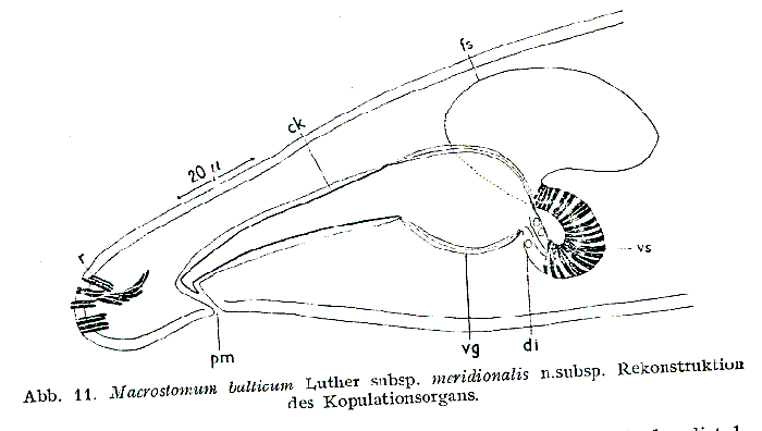 Macrostomum balticum meridionalis