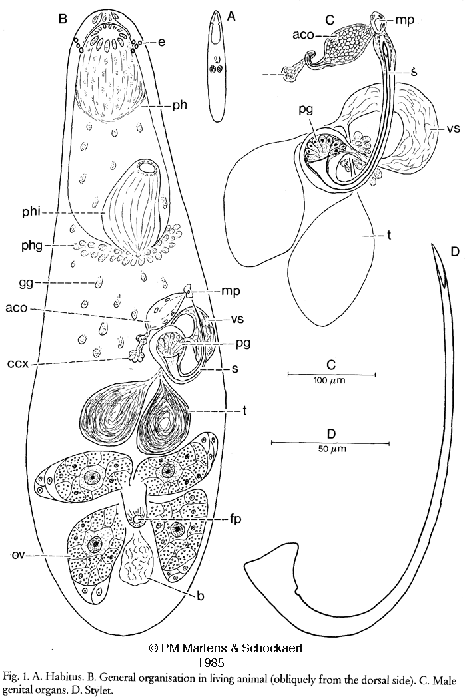 Gnosonesima mediterranea