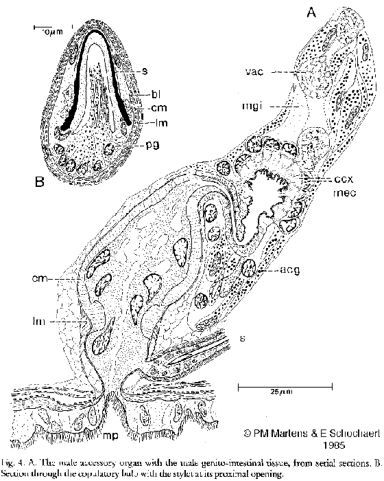 Gnosonesima mediterranea