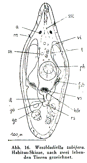 Westbladiella tubifera