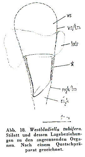 Westbladiella tubifera