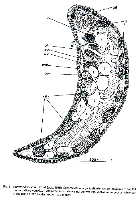 Porfirievia minima