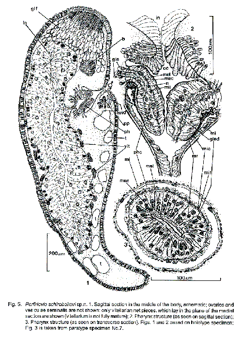 Porfirievia schirobokovi