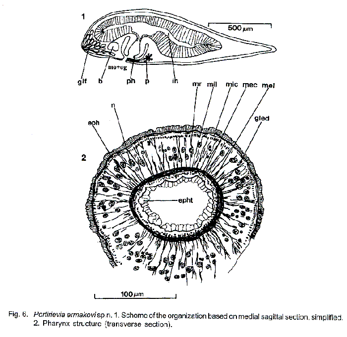 Porfirievia ermakovi