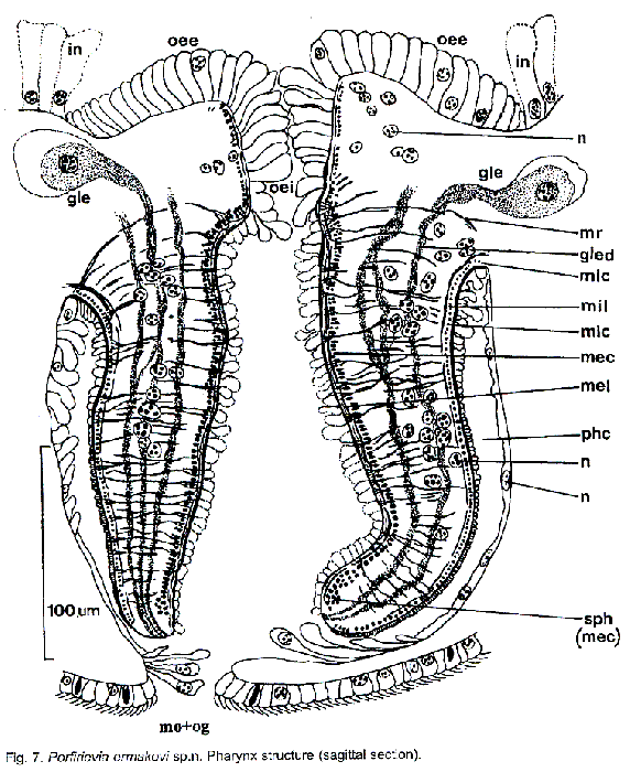 Porfirievia ermakovi