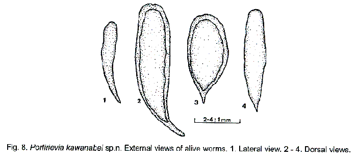 Porfirievia kawanabei