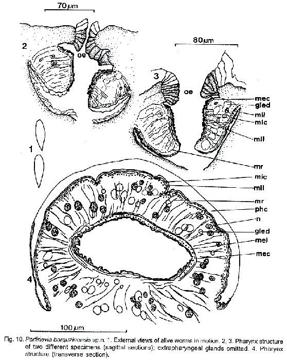 Porfirievia barguzinensis