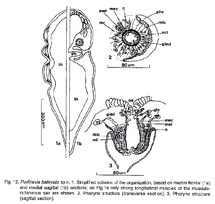 Porfirievia bathyalis