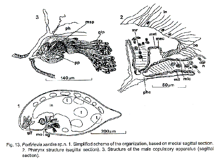 Porfirievia xantha