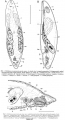 Acoelomorpha (acoelomorphs)