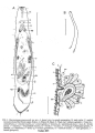 Platyhelminthes (flatworms)