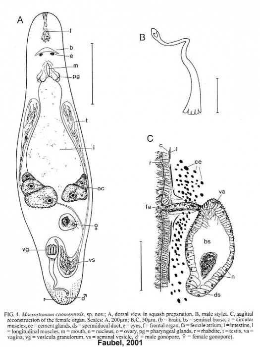 Macrostomum coomerensis