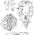 Acoelomorpha (acoelomorphs)