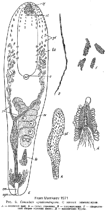Pseudohaplogonaria opisthandropora