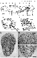 Acoelomorpha (acoelomorphs)