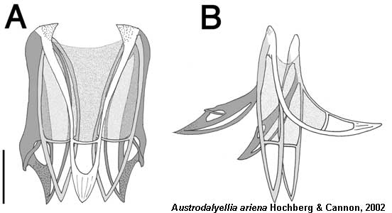 Austrodalyellia ariena