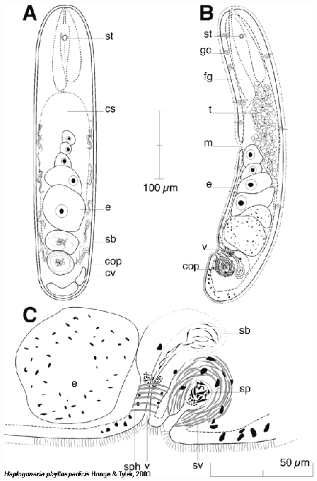 Haplogonaria phyllospadicis