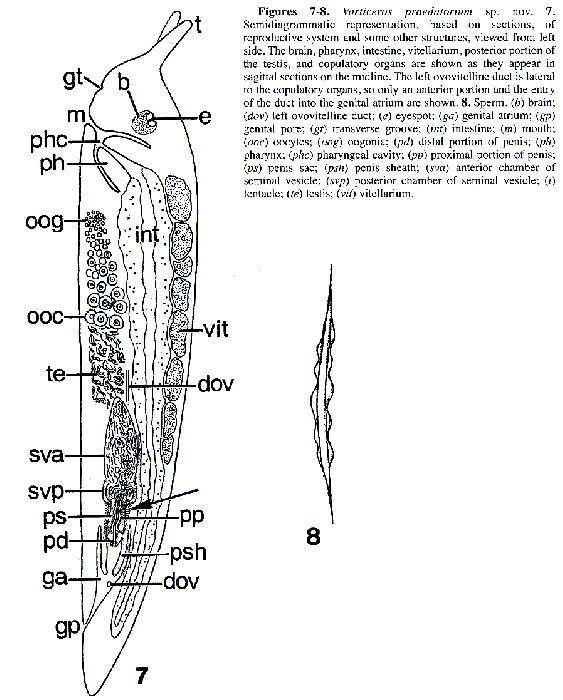 Vorticeros praedatorium