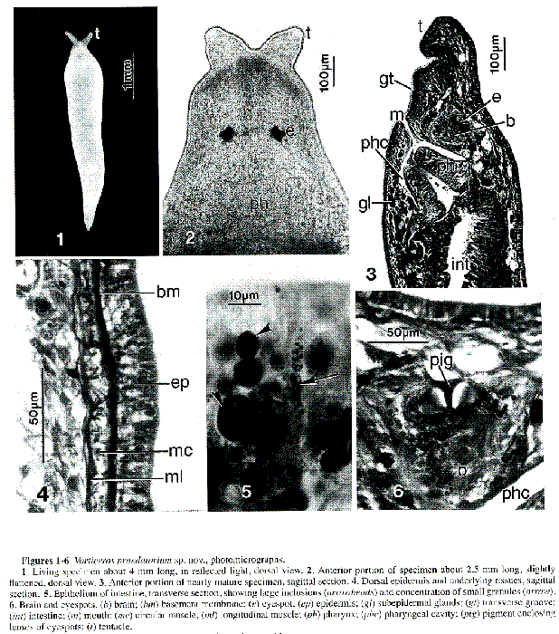 Vorticeros praedatorium