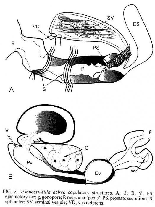 Temnosewellia acirra